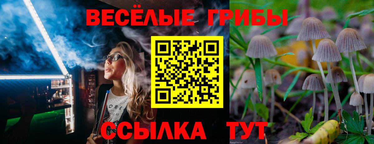 Галлюциногенные грибы Psilocybe Холмск